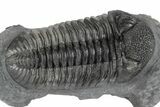 Huge Phacopid (Drotops) Trilobite - Multi-Toned Shell Color #244457-2